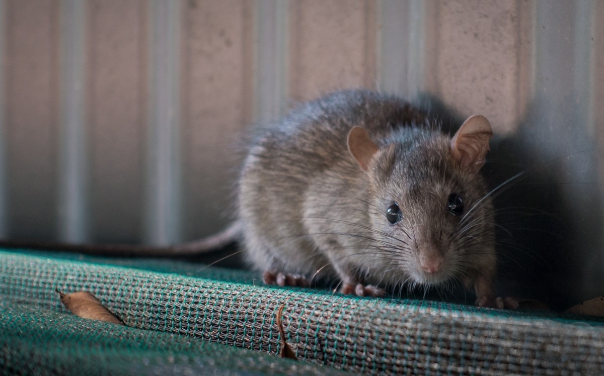 Milwaukee Wildlife Control How to Protect Your Food from Rat Contamination