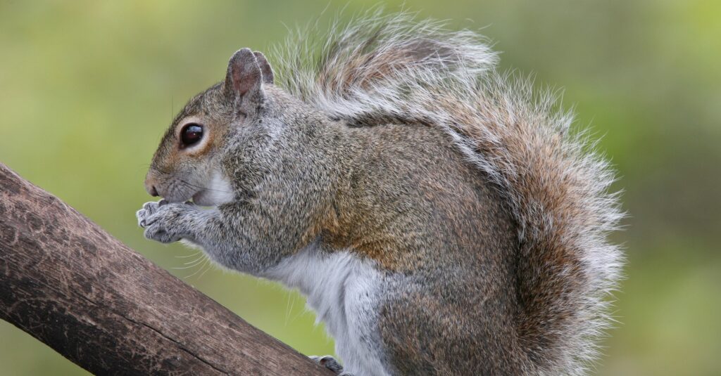 Norfolk Wildlife Control Identifying Signs of Squirrel Activity in Your Backyard