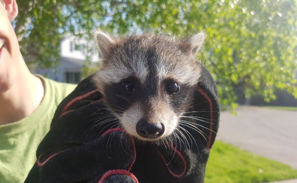 North Atlanta Wildlife Control How to Educate Your Neighbors About Raccoon Prevention
