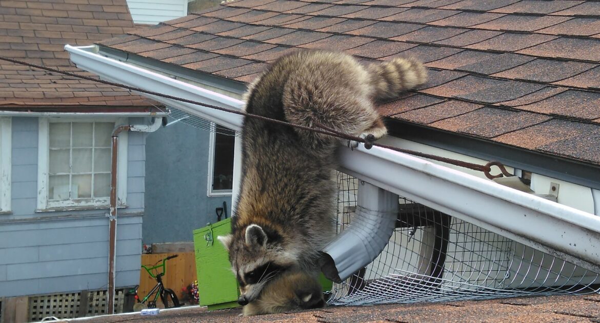 Raccoon Dexterity The Magic of Their Nimble Paws