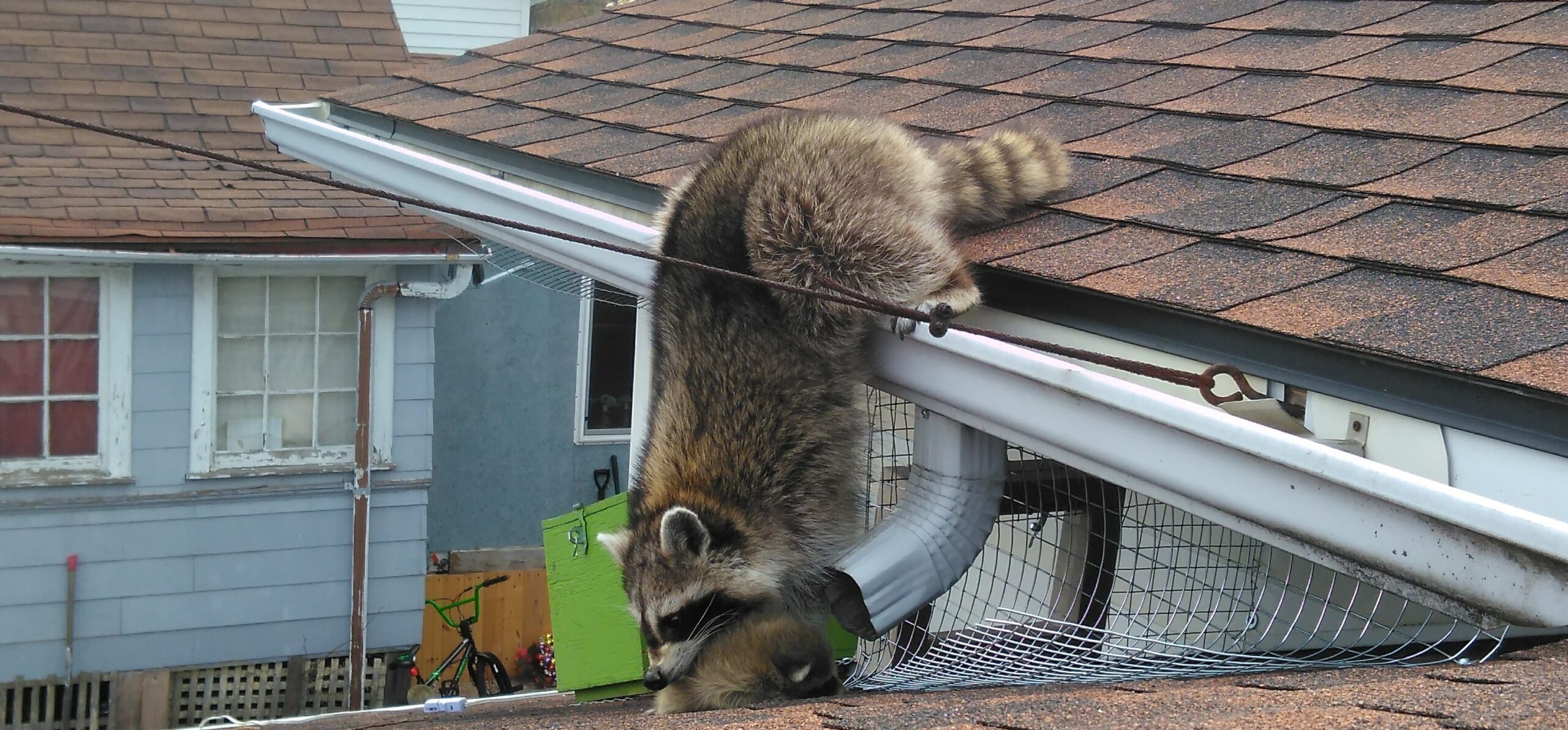 Raccoon Dexterity The Magic of Their Nimble Paws