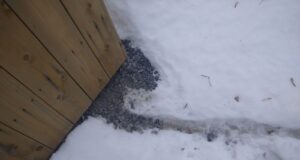 Saint Paul Wildlife Control - Are Rats Still Active in Winter
