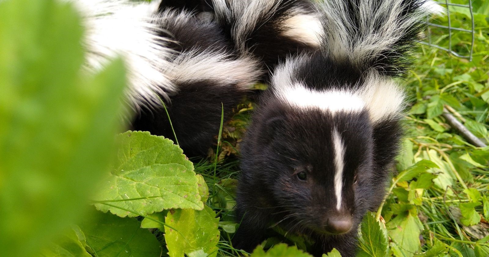 Spotting Skunks in Your Backyard and Avoiding Them
