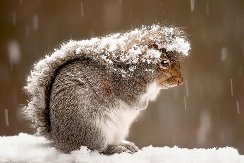 Squirrels in Winter How Cold Weather Affects Their Behavior and Your Property