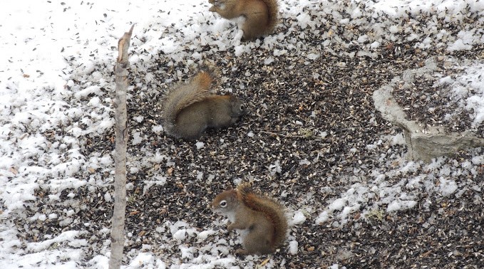 Toronto Wildlife Control How to Recognize Signs of Squirrel Infestation in Winter