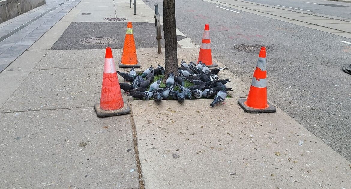 Toronto Wildlife Control Why Are Pigeons Called Rats With Wings