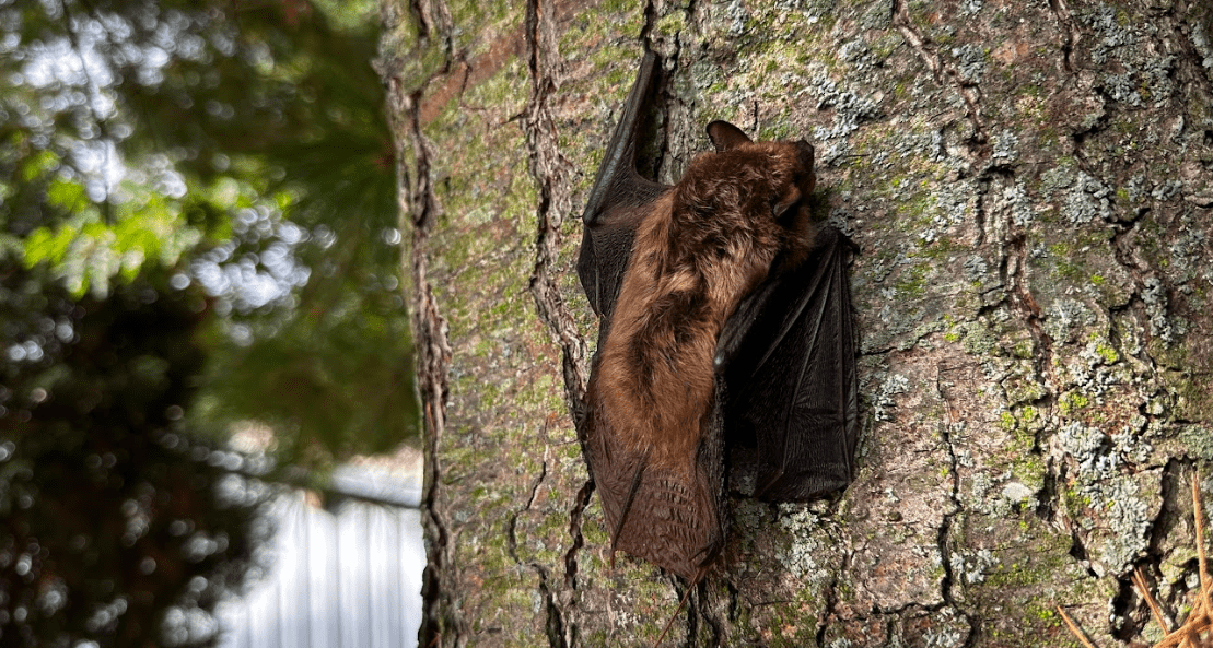 Wildlife Infestations How Bats Attract Other Animals