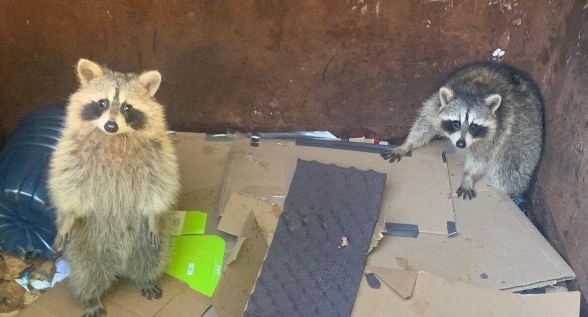 10 Effective Ways to Raccoon Proof Your Trash Bins
