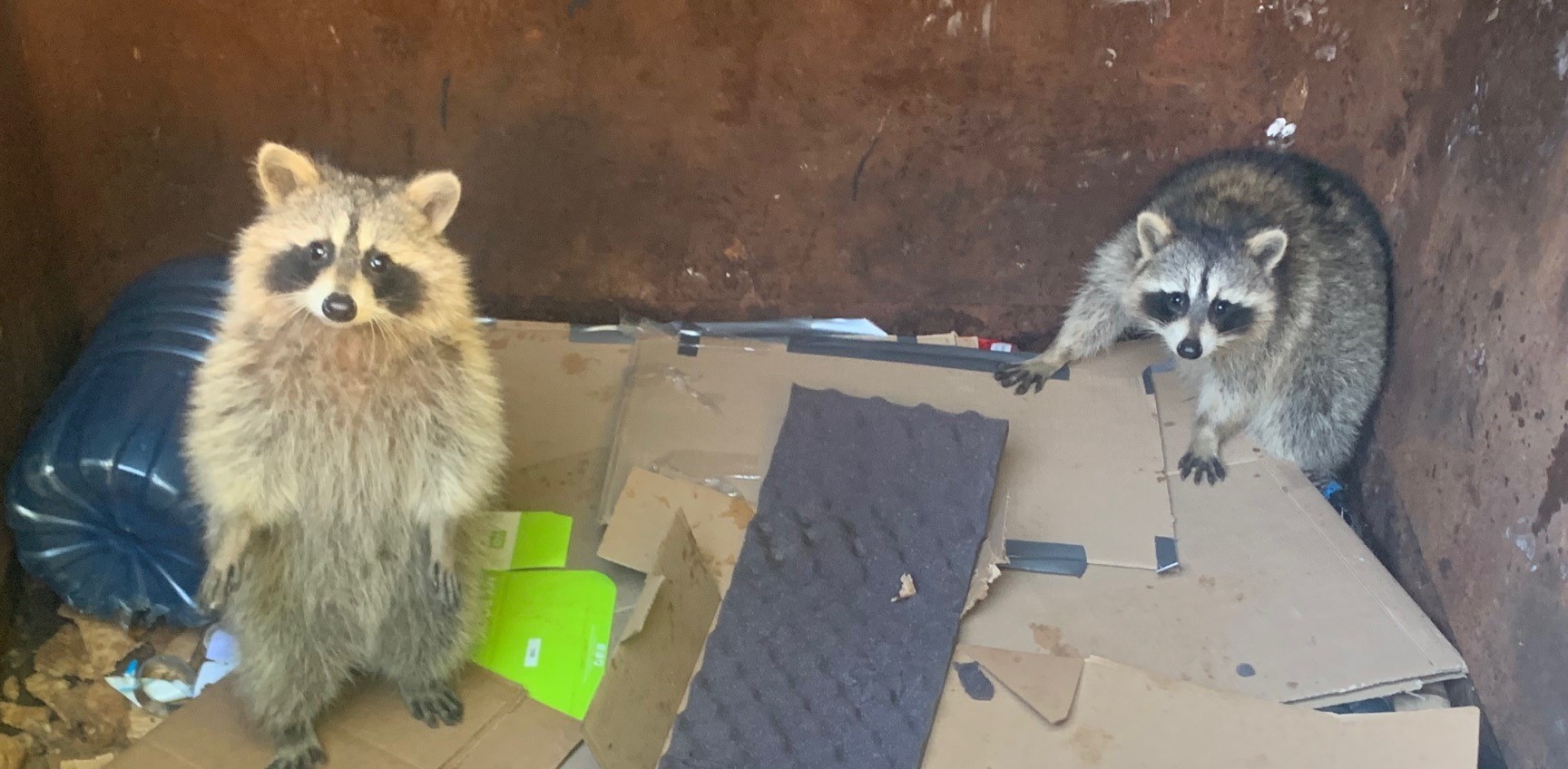 10 Effective Ways to Raccoon Proof Your Trash Bins