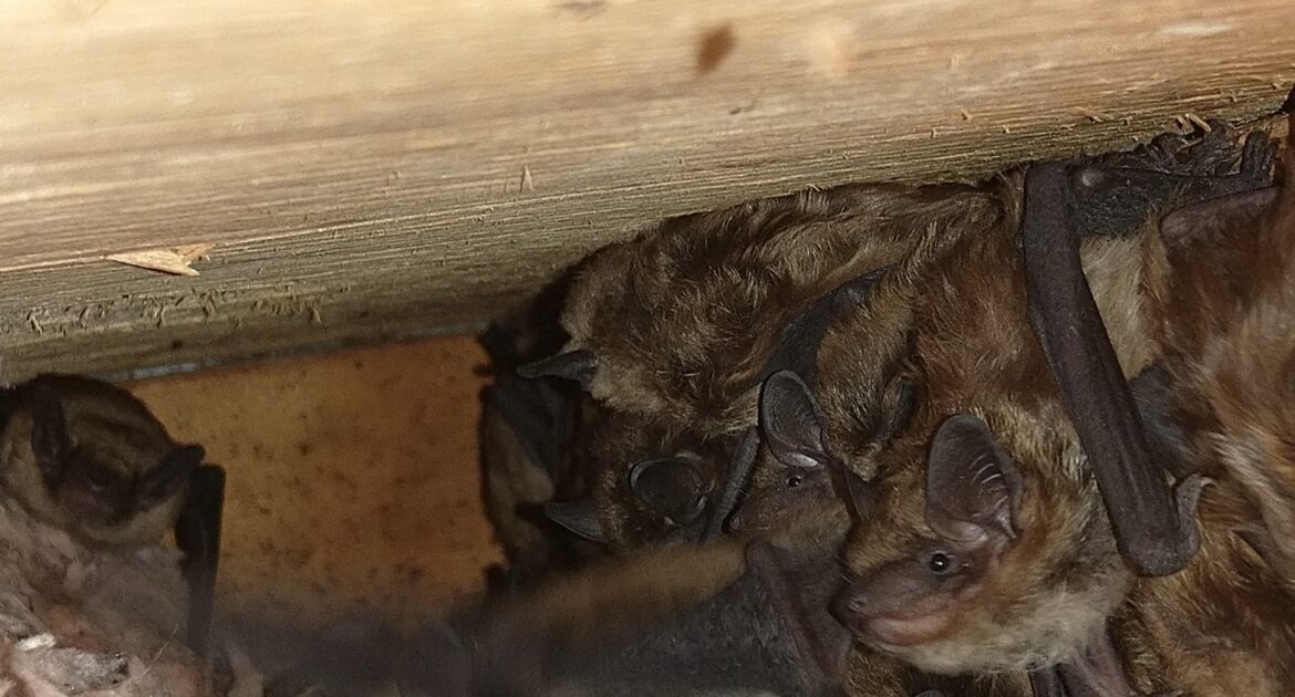 How Poor Construction Can Lead To Wildlife Intrusions
