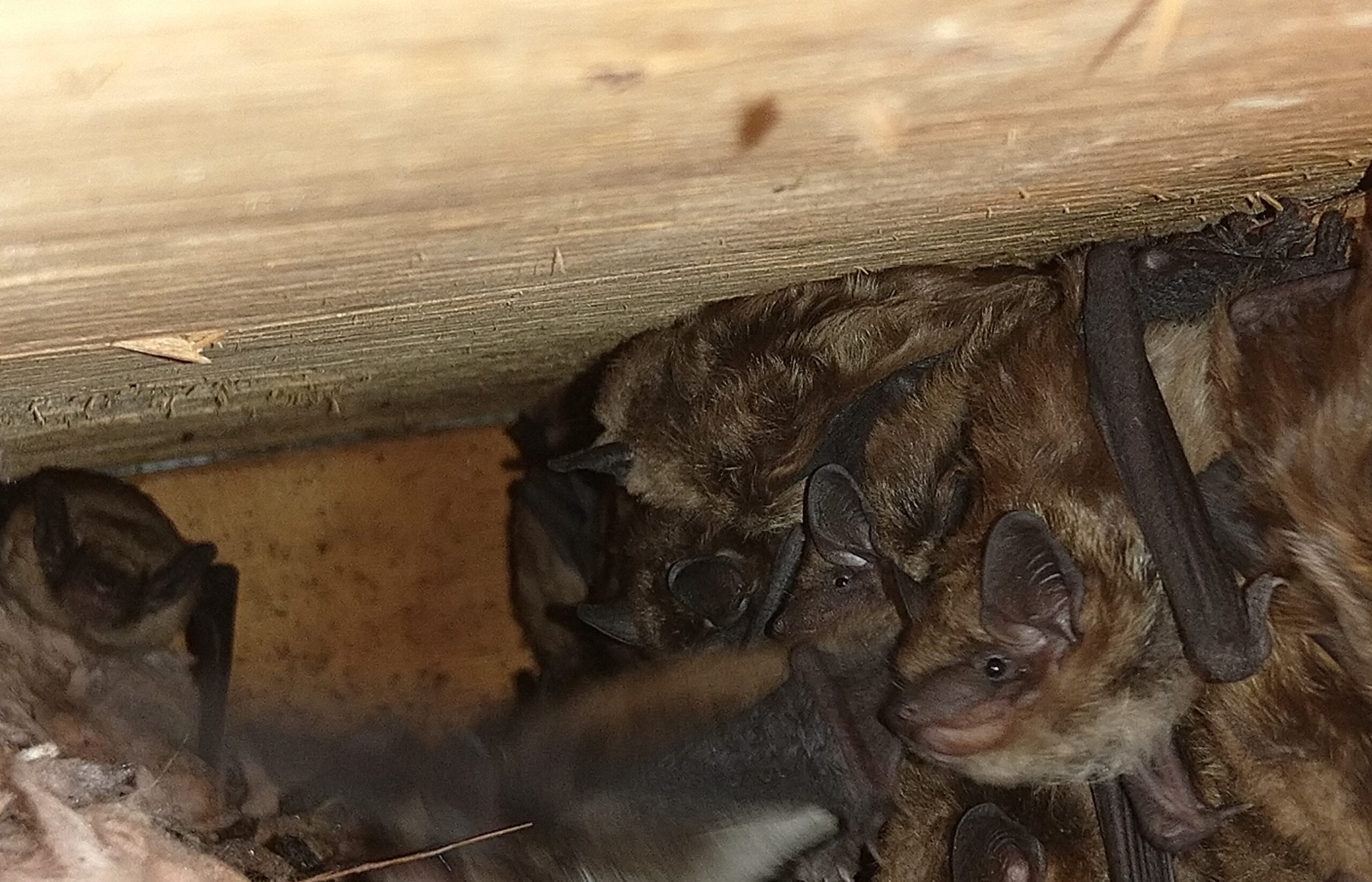 How Poor Construction Can Lead To Wildlife Intrusions