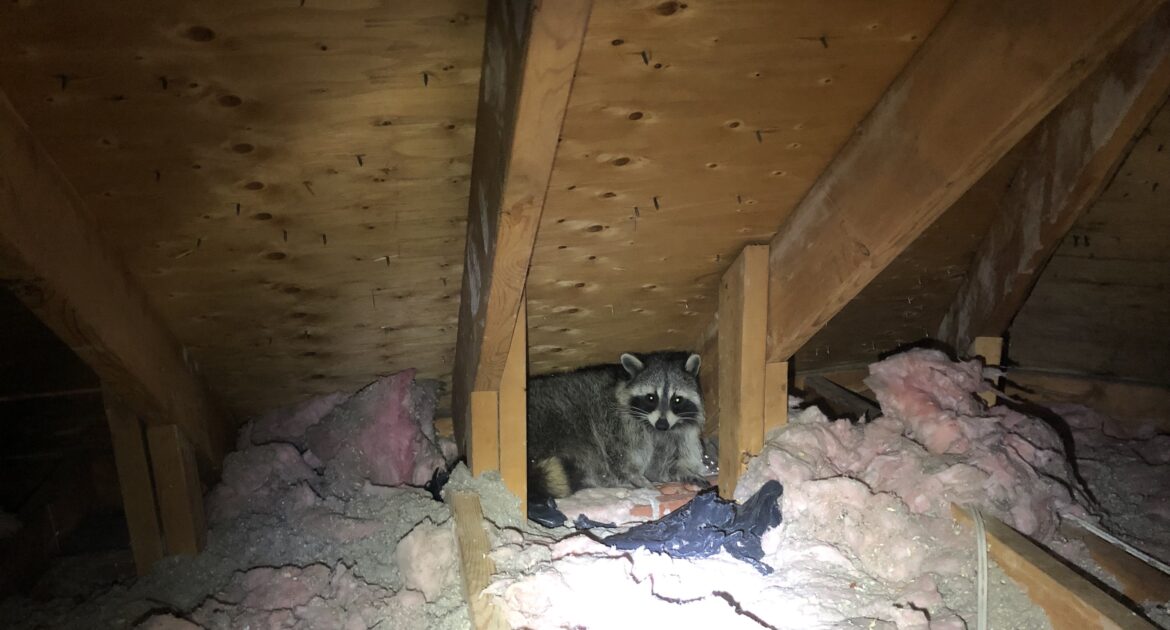 How Raccoons Can Affect Your Home's Insulation