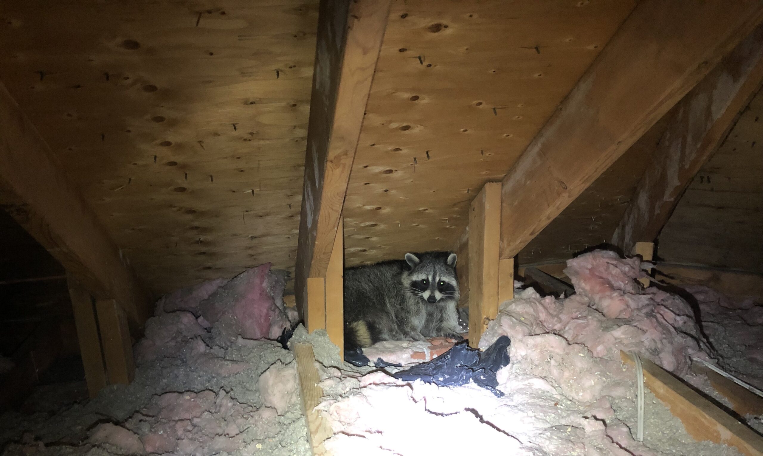 How Raccoons Can Affect Your Home's Insulation