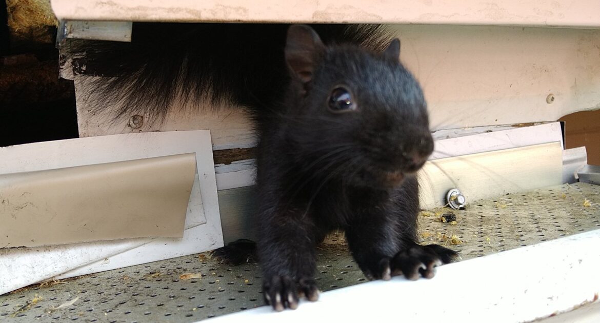 Top 5 Places Squirrels Might Nest In Your Home This Winter