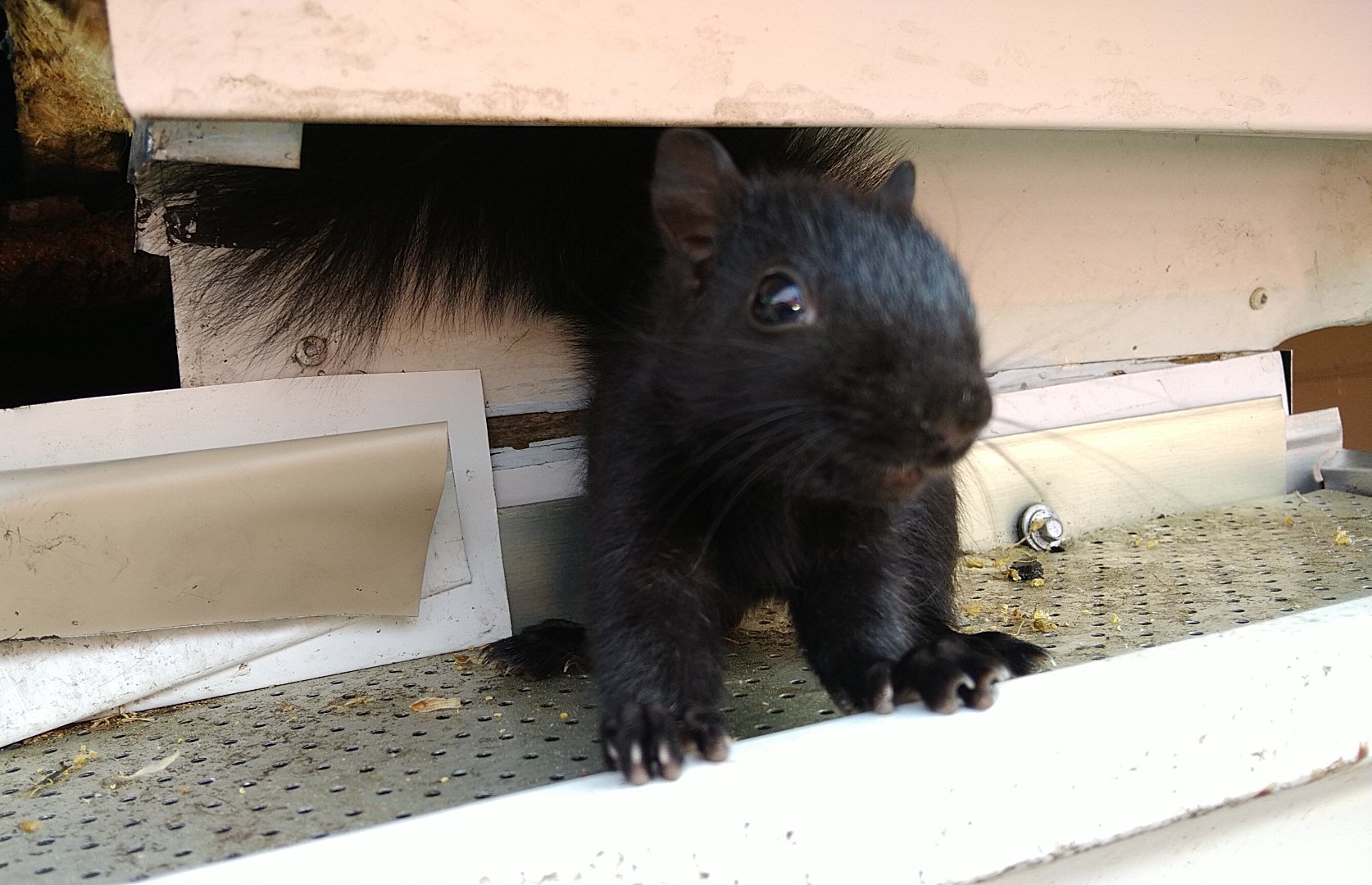 Top 5 Places Squirrels Might Nest In Your Home This Winter
