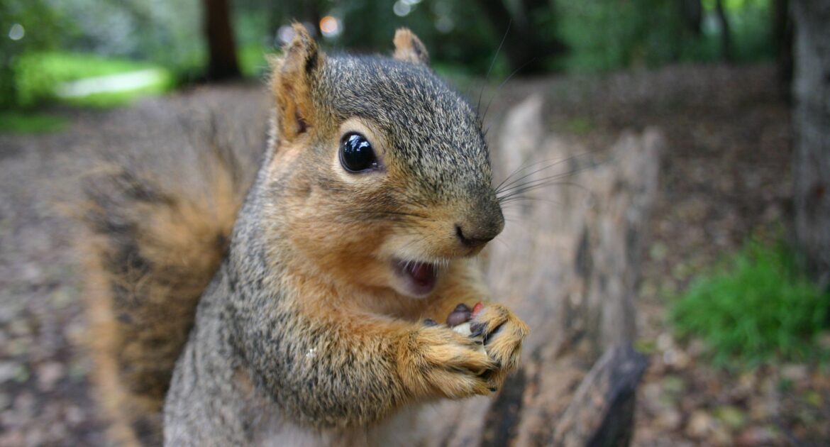 What Attracts Squirrels to Your Durham Home and How to Eliminate These Factors