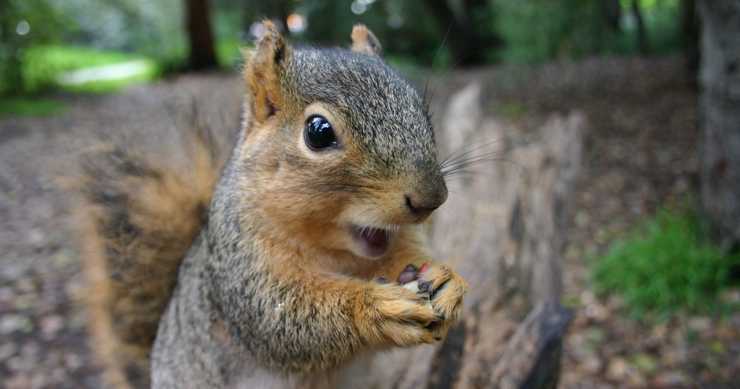 What Attracts Squirrels to Your Durham Home and How to Eliminate These Factors