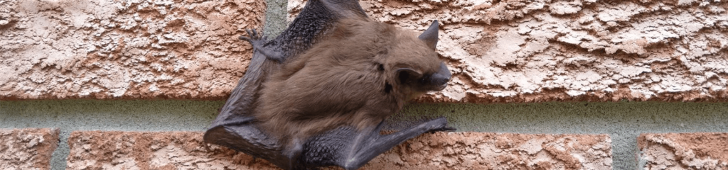 Bat resting on a brick wall
