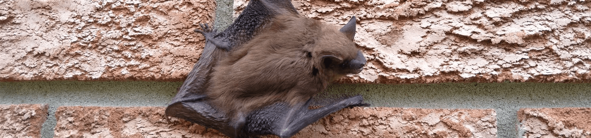 Bat Banner 2