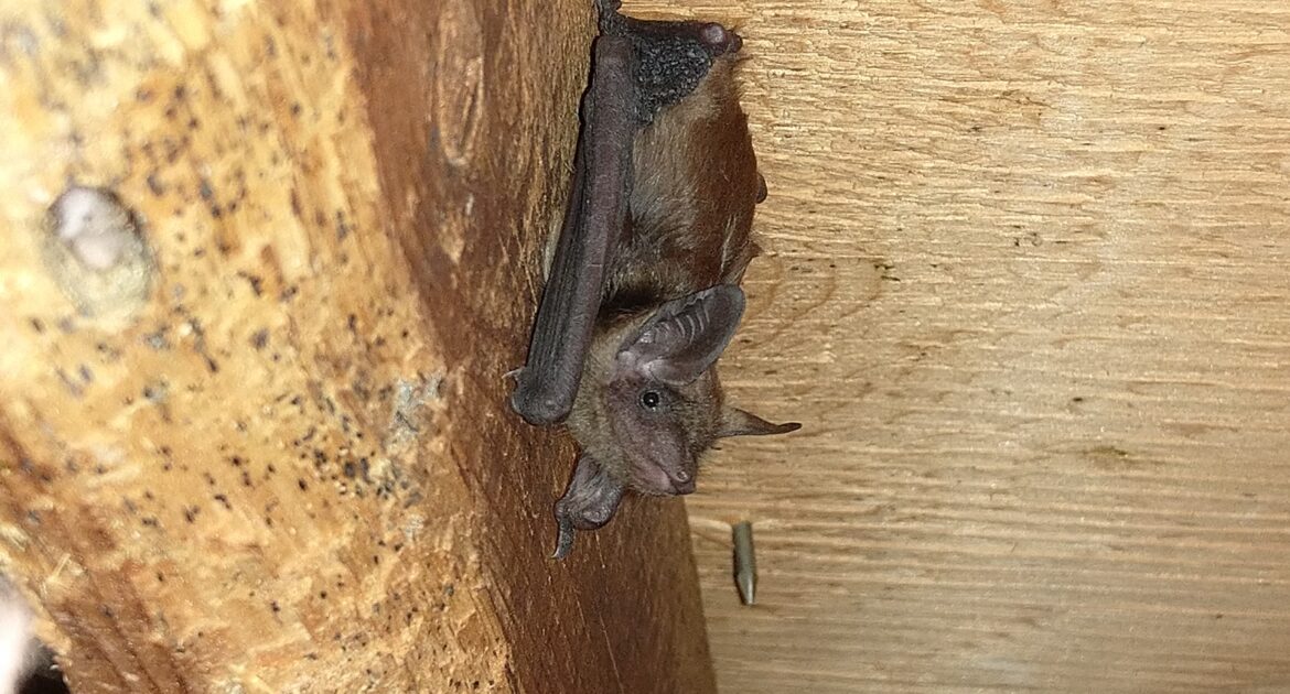 7 Surprising Ways bats are Sneaking Into Your Dublin Home