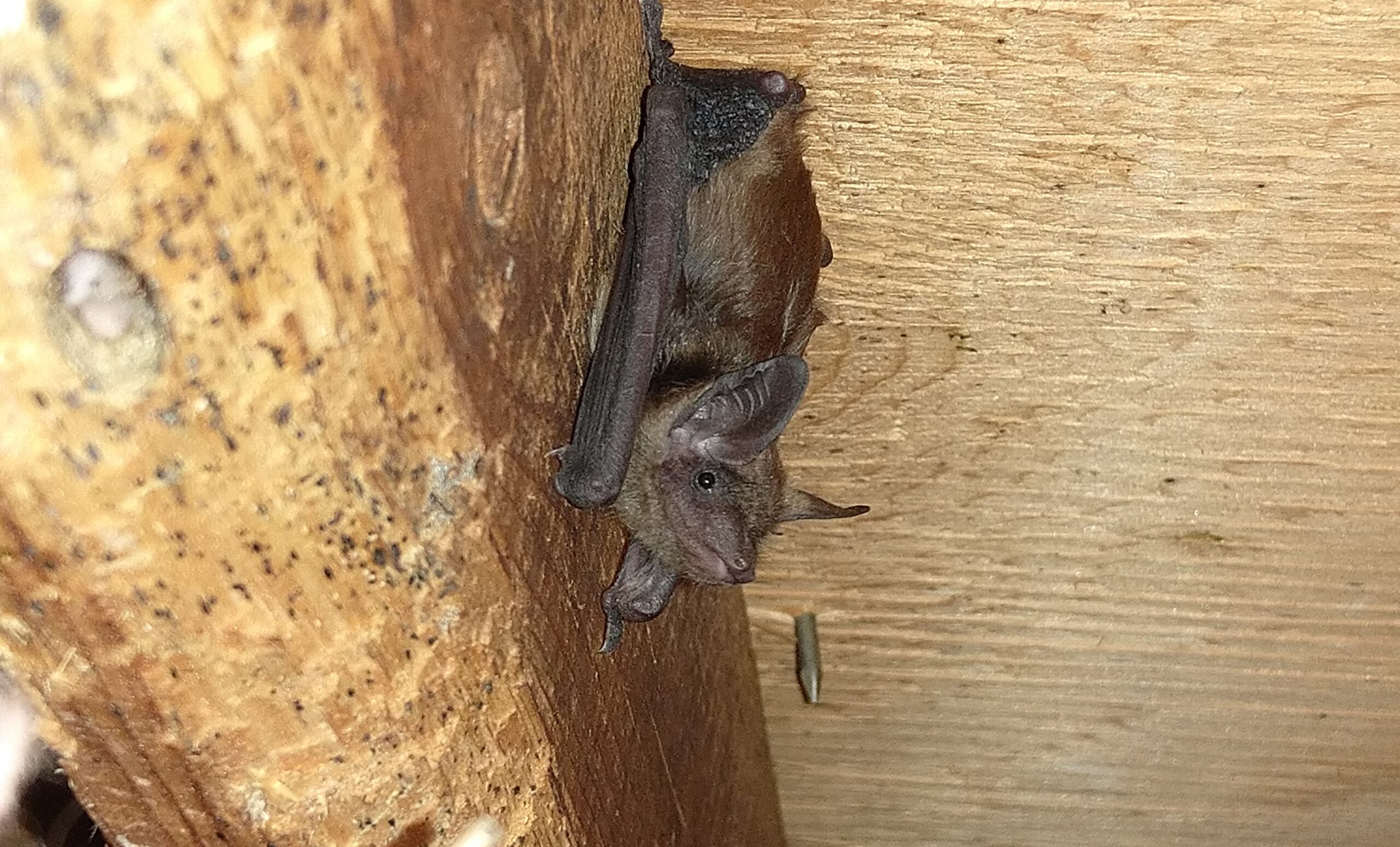 7 Surprising Ways bats are Sneaking Into Your Dublin Home