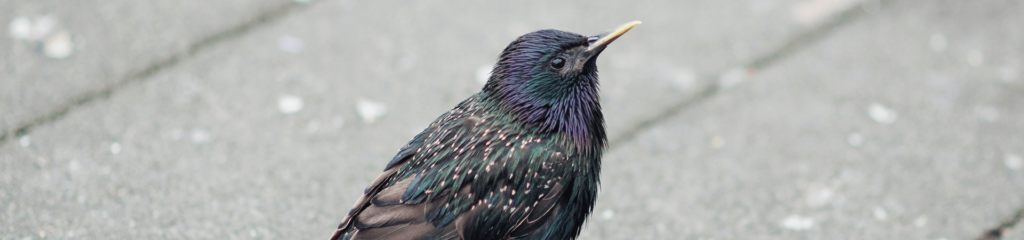 Starling on a paved surface