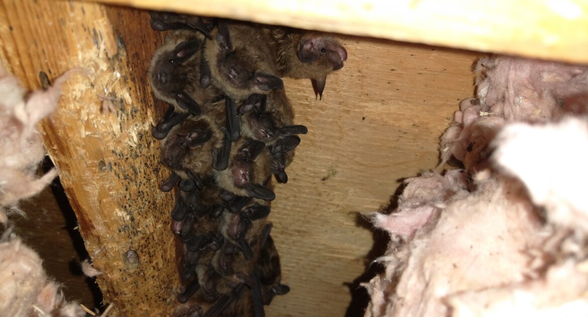 Columbus Wildlife Removal - What Temperature is too Cold for a Bat