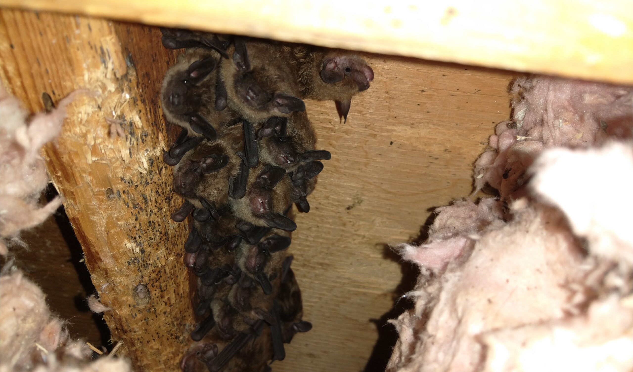 Columbus Wildlife Removal - What Temperature is too Cold for a Bat