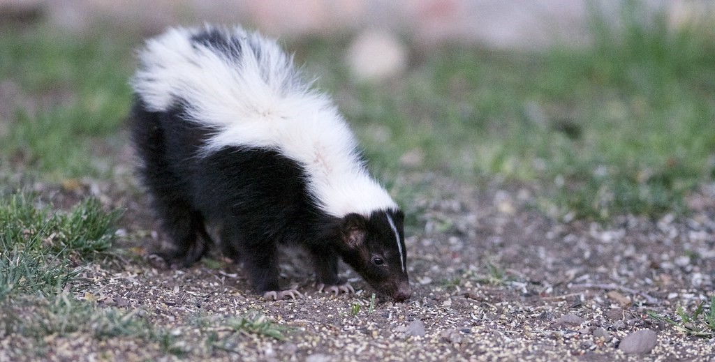 Do Skunks Have Any Natural Predators That Aren't Deterred By Their Spray?