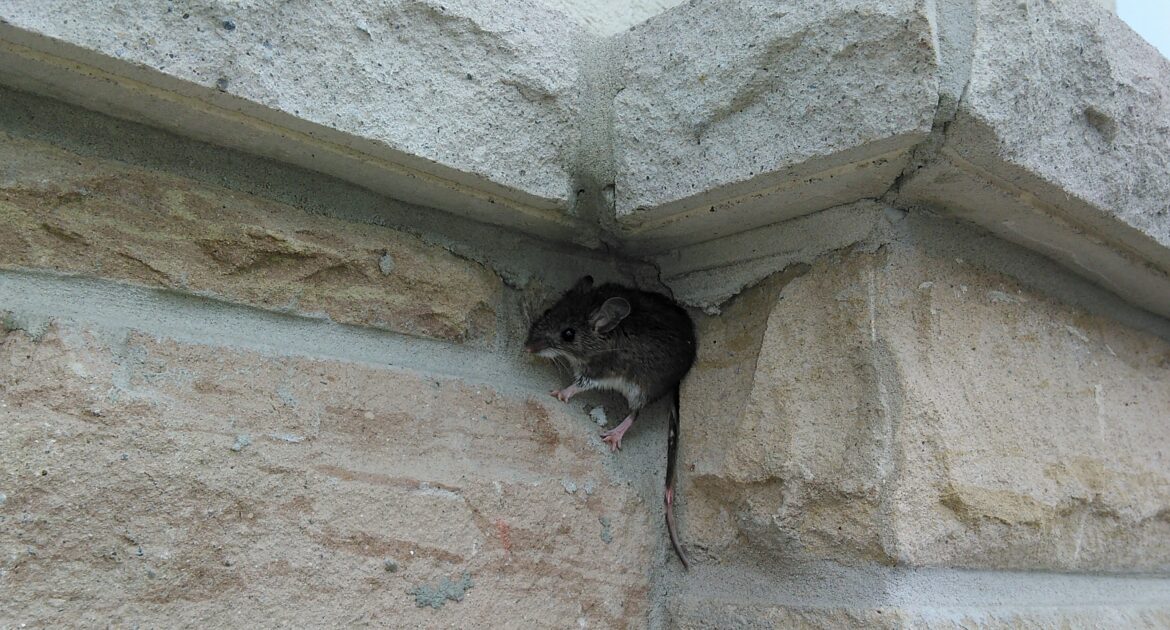How to Keep Your Basement Mouse Free This Winter