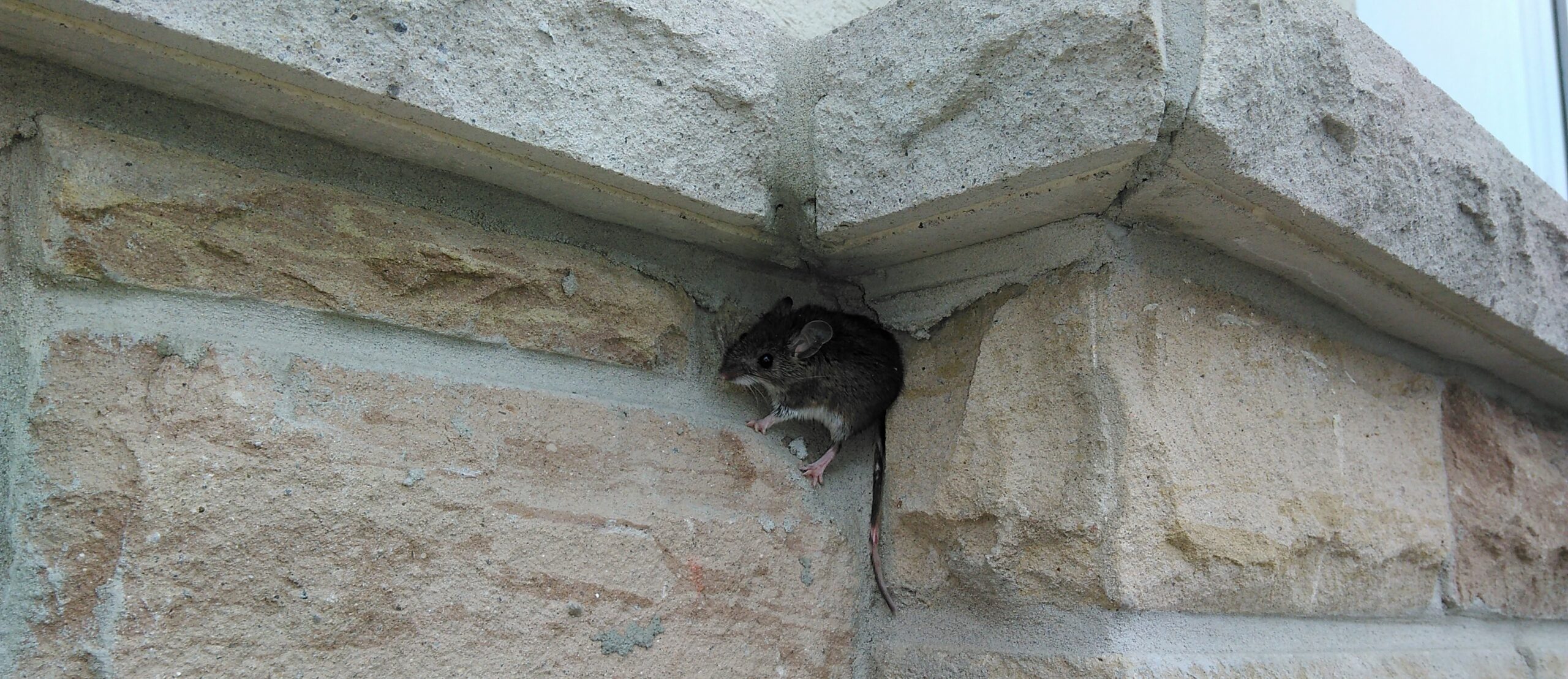 How to Keep Your Basement Mouse Free This Winter