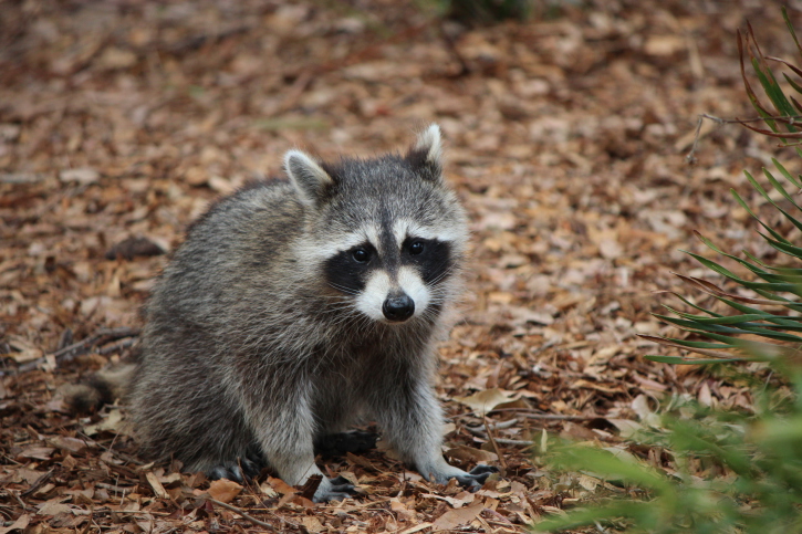 Columbus Wildlife Control - Will Raccoons Come Back if you Scare Them
