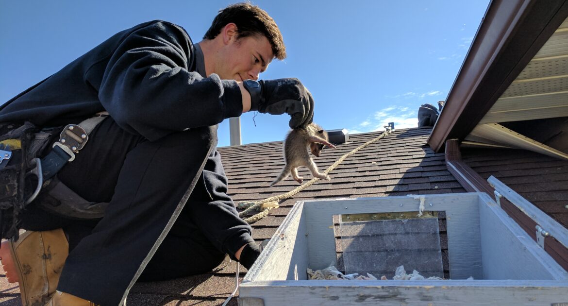Raccoon Roof Raiders - 5 Surprising Entry Points You Didn't Know About