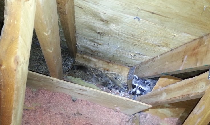 Raccoons in the Attic Signs, Solutions, and Prevention Tips for Homeowners