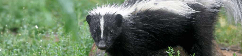 Skunk standing in grass