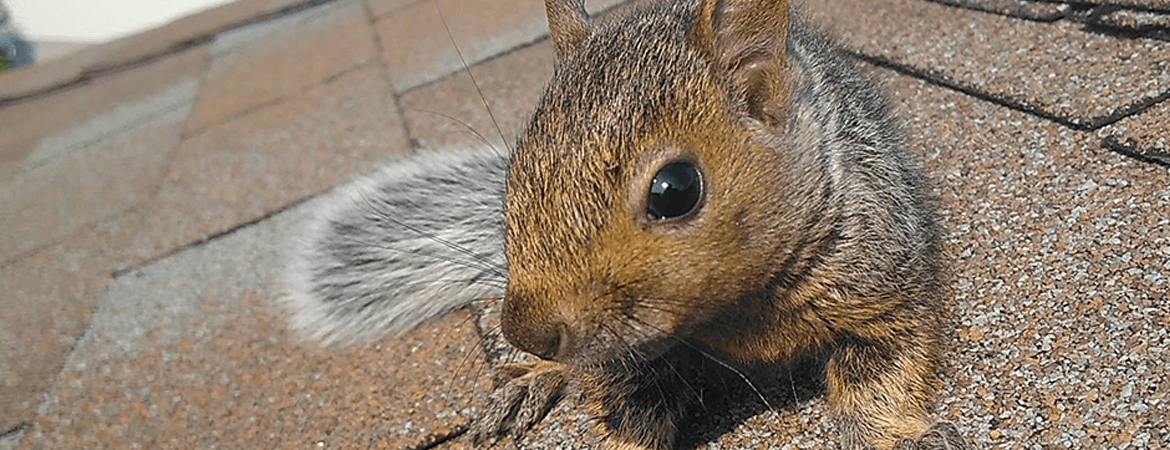 Squirrel Banner 1