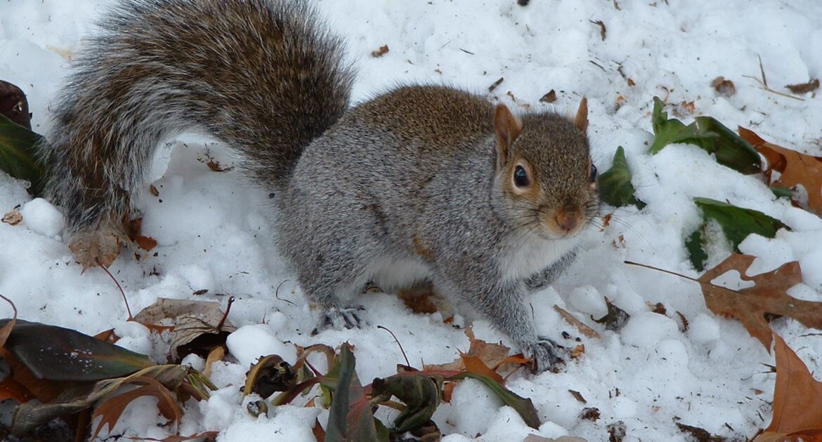 Columbus Wildlife Removal - Squirrel Activity in Winter