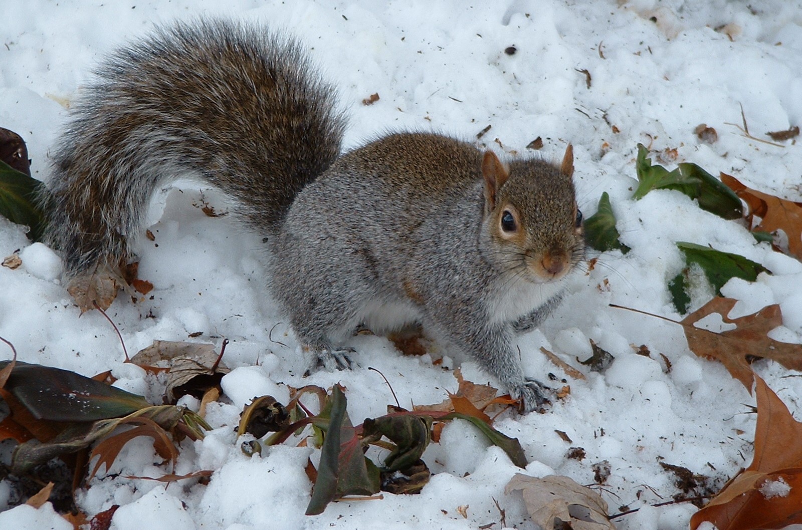 Columbus Wildlife Removal - Squirrel Activity in Winter