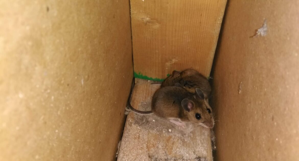Warning Signs Of Having Mice In Your Vents