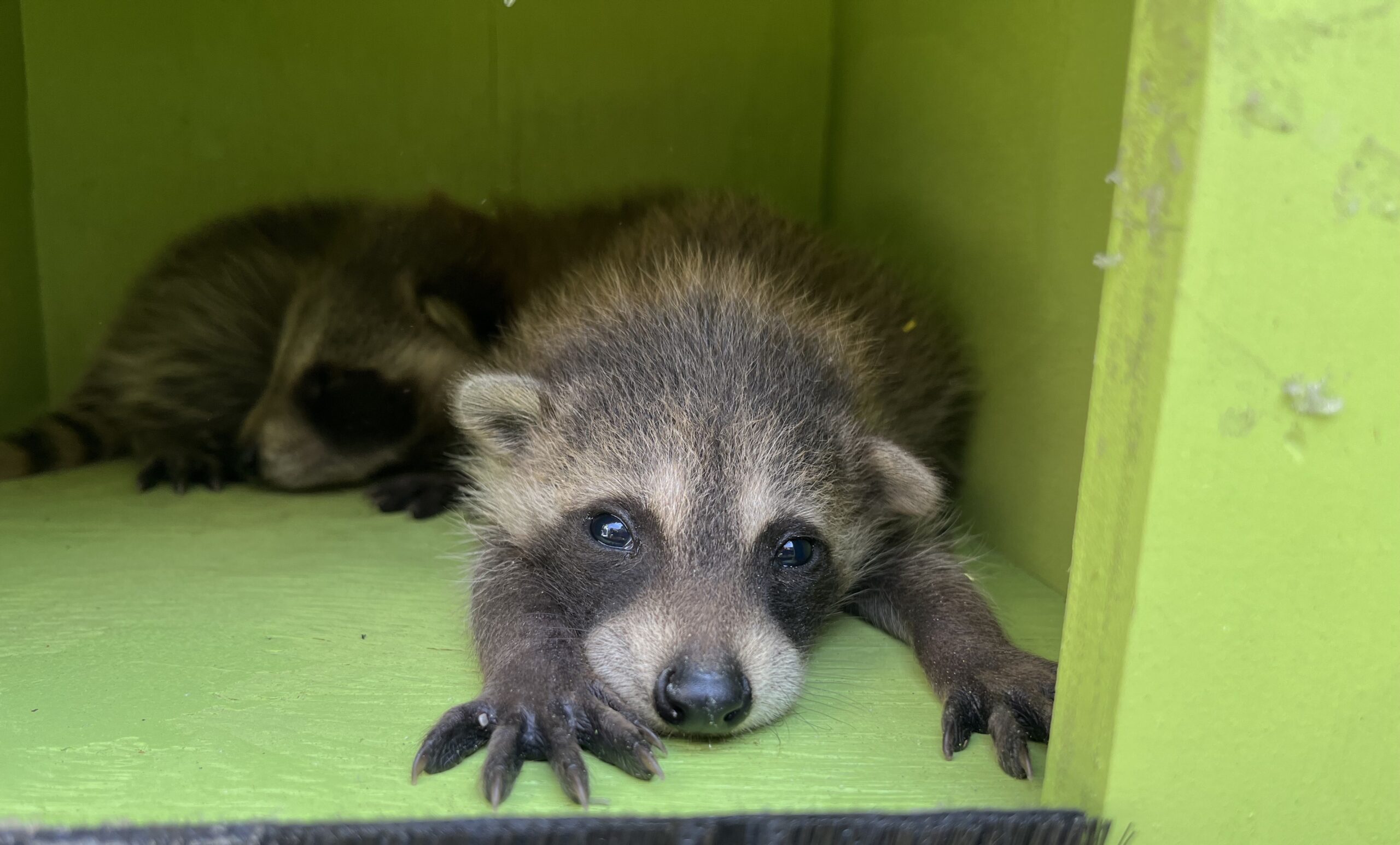 baby raccoon close up babies kits litter safe removal urban animals skedaddle humane wildlife control June 2023 (1)