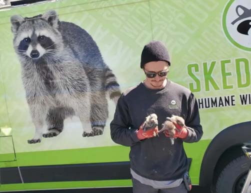 tech holding baby raccoons