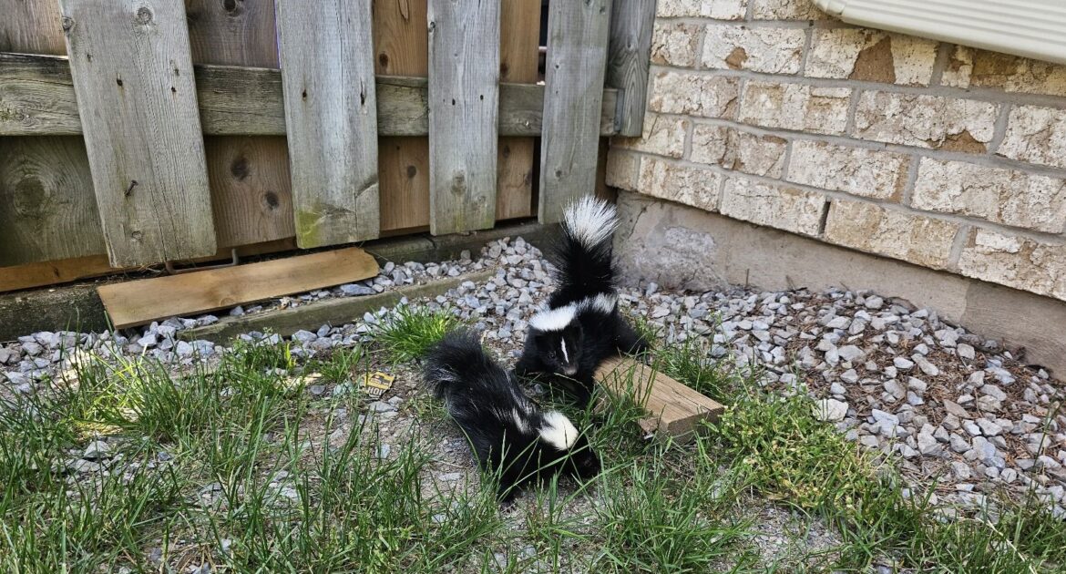 How to Make Your Yard Less Attractive to Skunks in Oak Grove