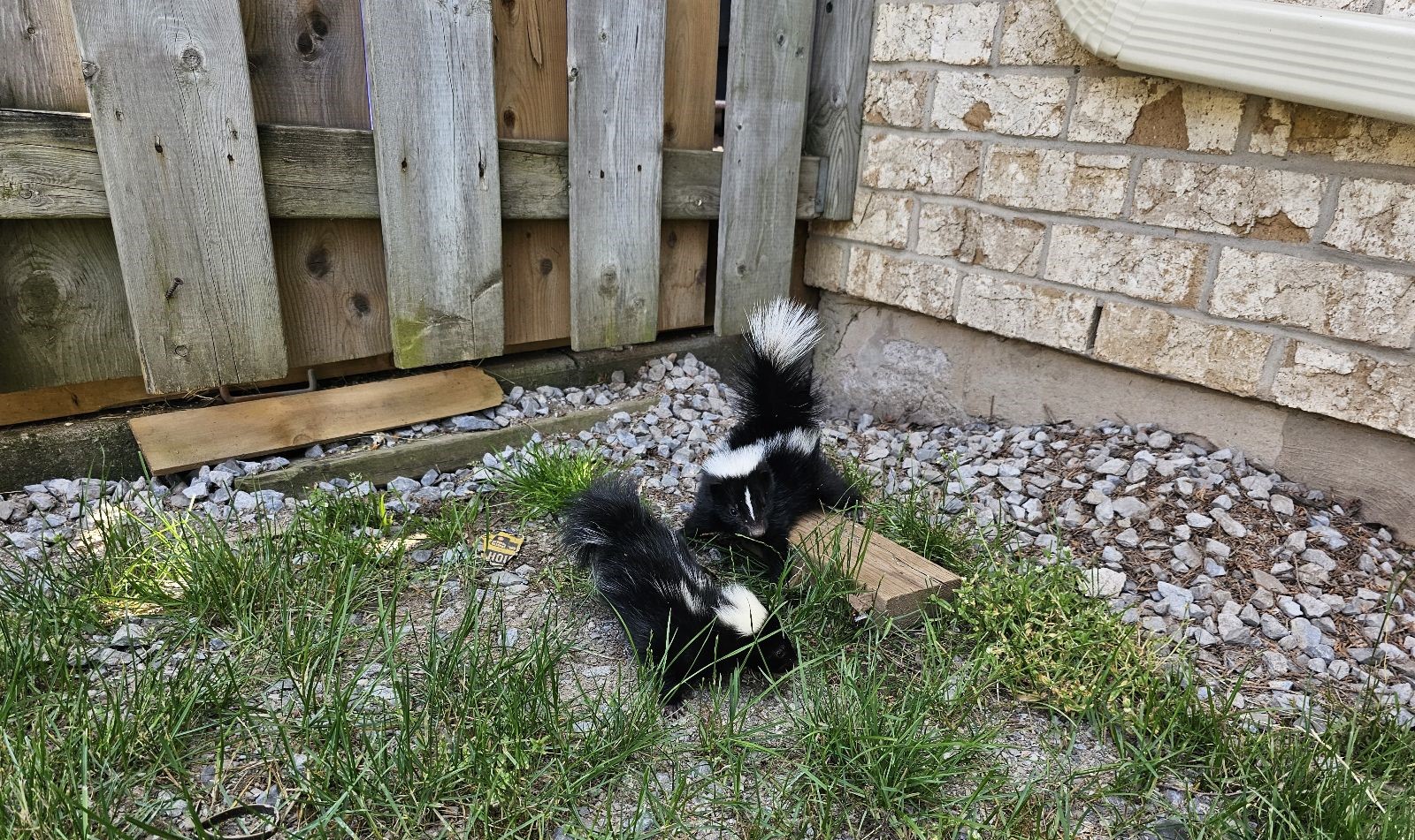 How to Make Your Yard Less Attractive to Skunks in Oak Grove