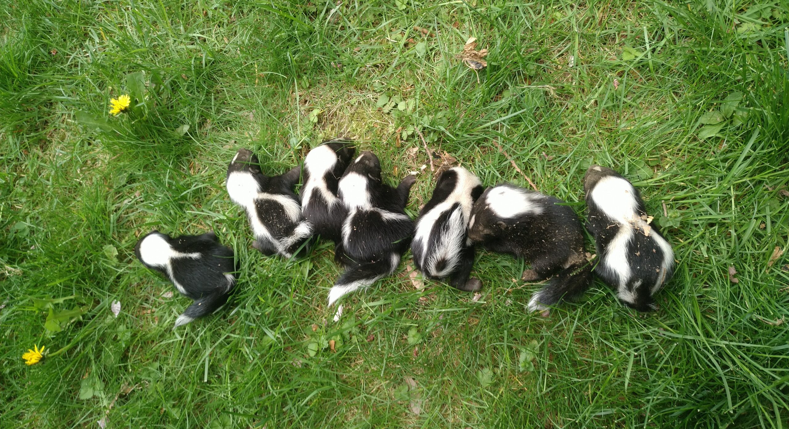 Skedaddle's Skunk Exclusion Process - Humane Techniques for Lasting Results
