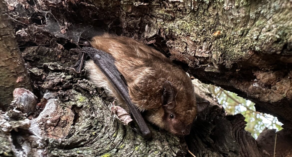 What Time of the Year are Bats Most Active