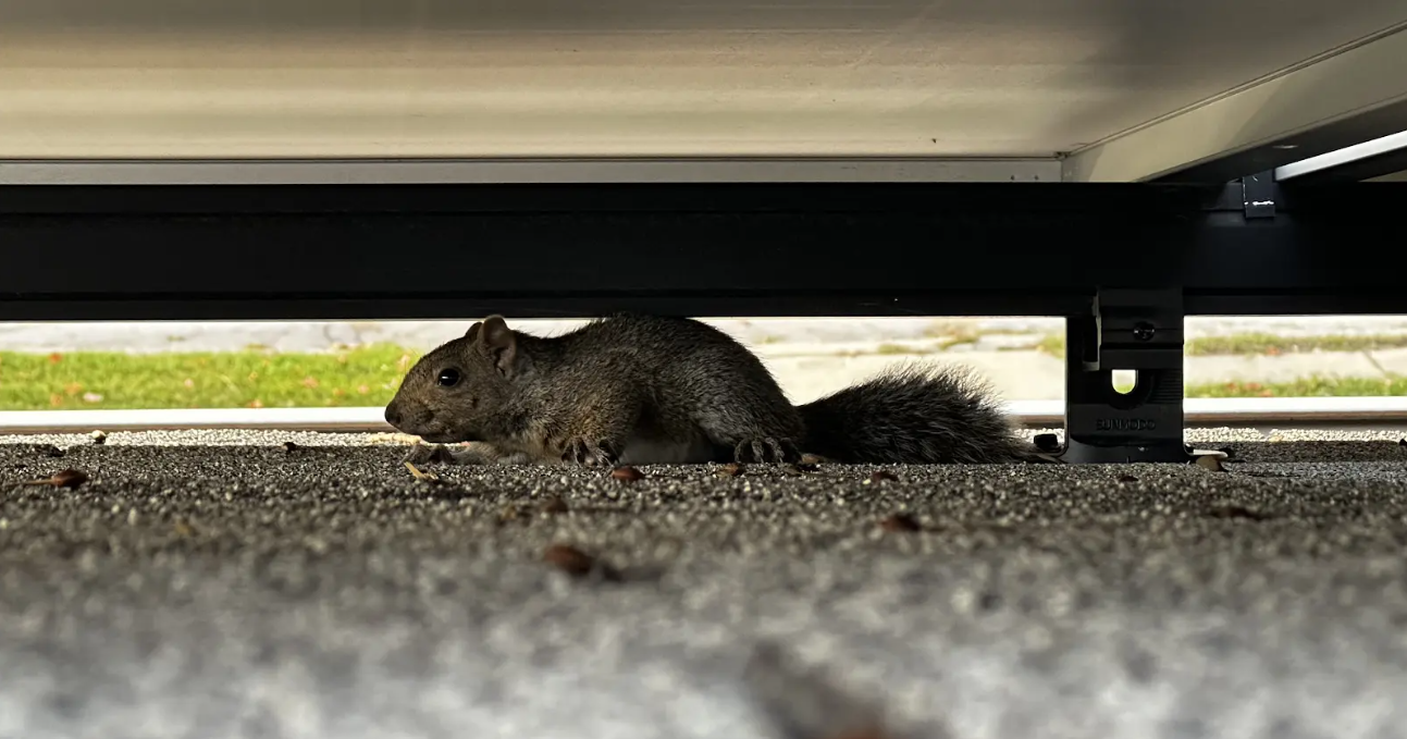 Whitchurch Stouffville Wildlife Removal - How to Tell if a Squirrel is Mad