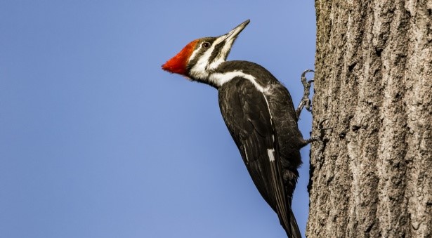 Woodpecker Damage - Identifying Species and Preventing Home Destruction