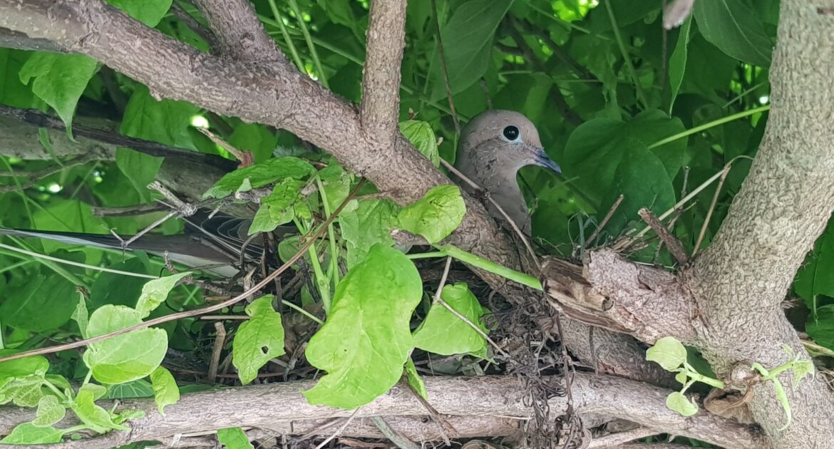Attic Invaders - Identifying and Removing Birds from Your Home's Upper Levels