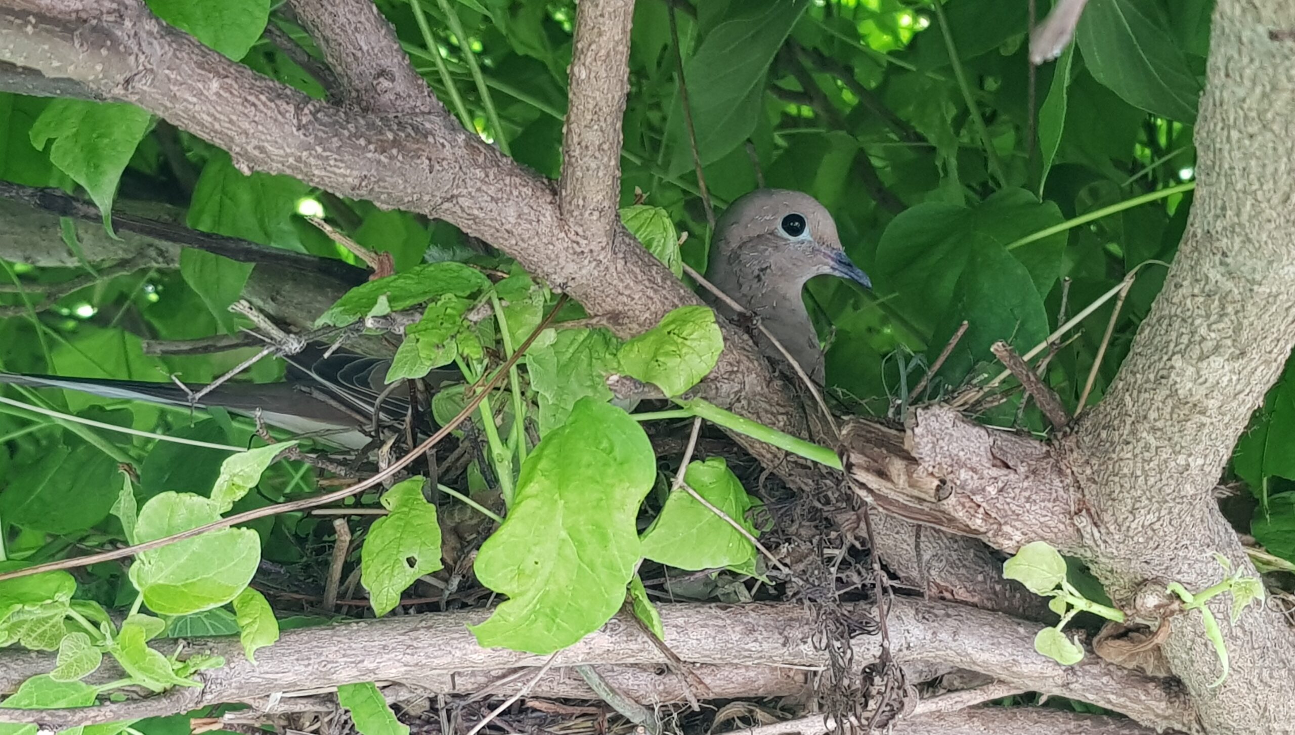 Bird Deterrents for Windows - Preventing Collisions