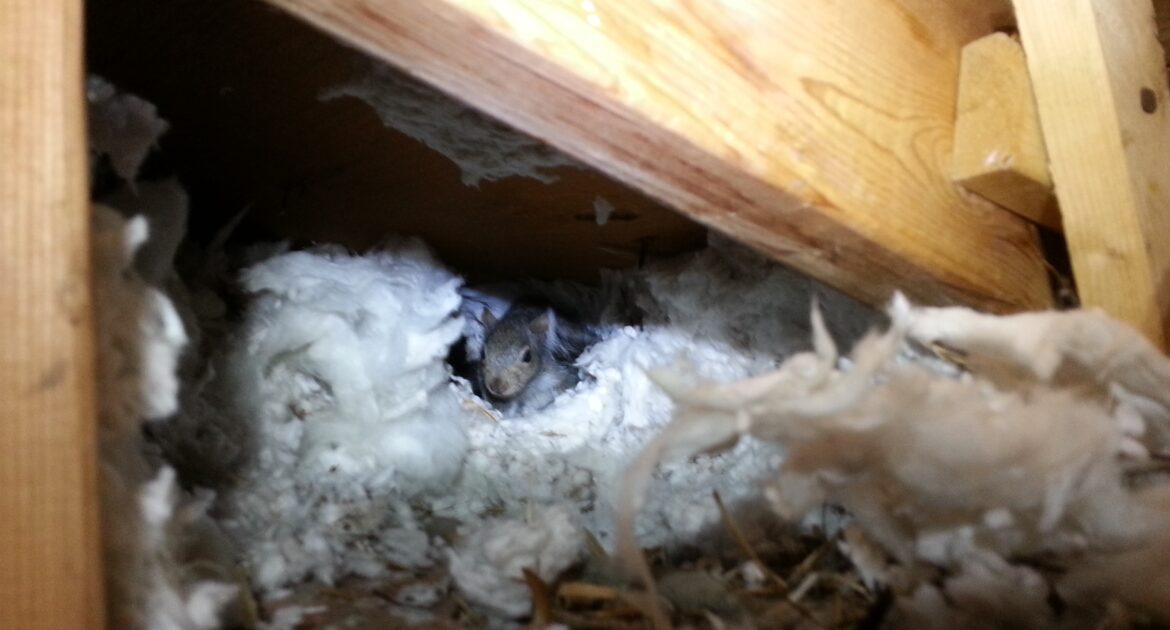How Squirrels Can Damage Your Coquitlam Home's Insulation